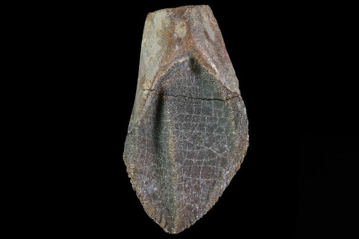 Unworn, Triceratops Tooth - South Dakota #81696